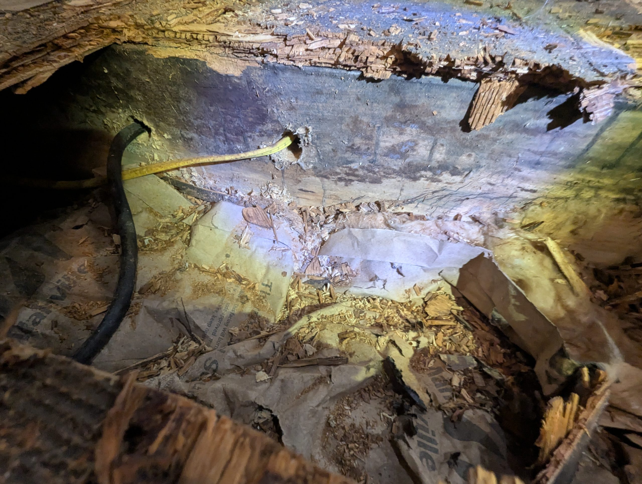 Mold growth on subfloor and joists of a home in Ocala Florida where mold remediation was underway.